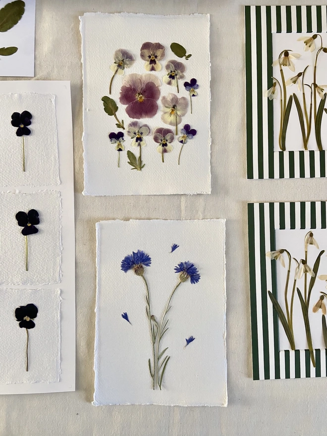 different pressed flowers on paper and stripe mounts