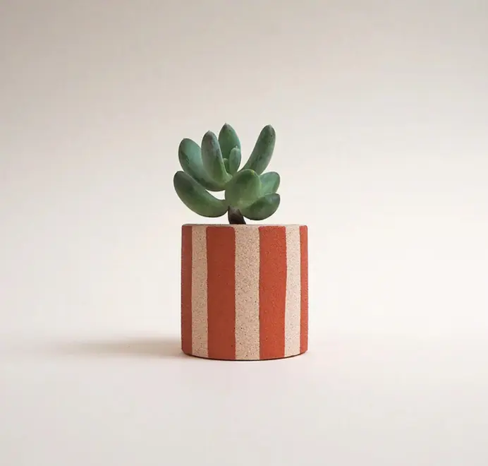 Mini Stripy Plant Pot. Succulents in a white ceramic pot with vertical coloured stripes set against a plain light background.