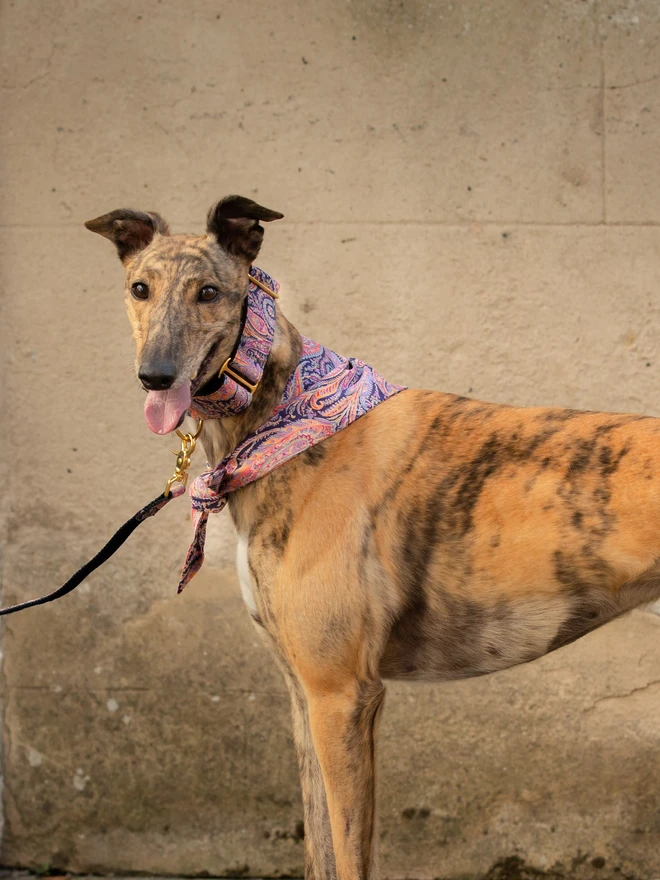 Paisley Paradise Dog Bandana