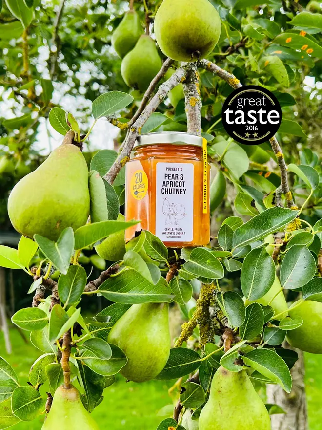 pear and apricot chutney. a jar of pear and apricot chutney photographed in a pear tree.