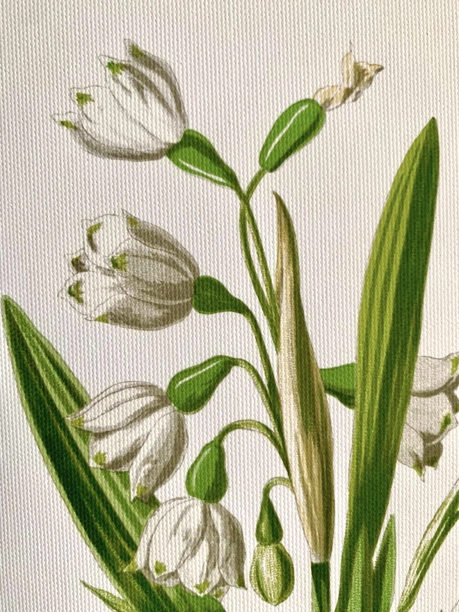 Close up of snowdrop print on canvas