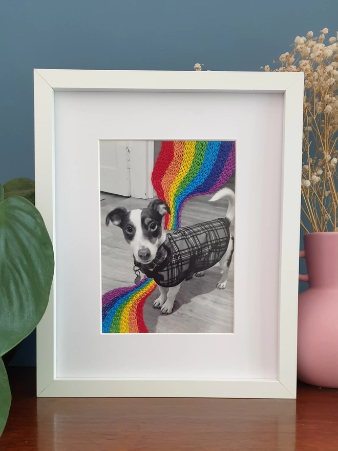 Pet photograph with hand embroidered rainbow stitch flowing around him, in white frame on desk