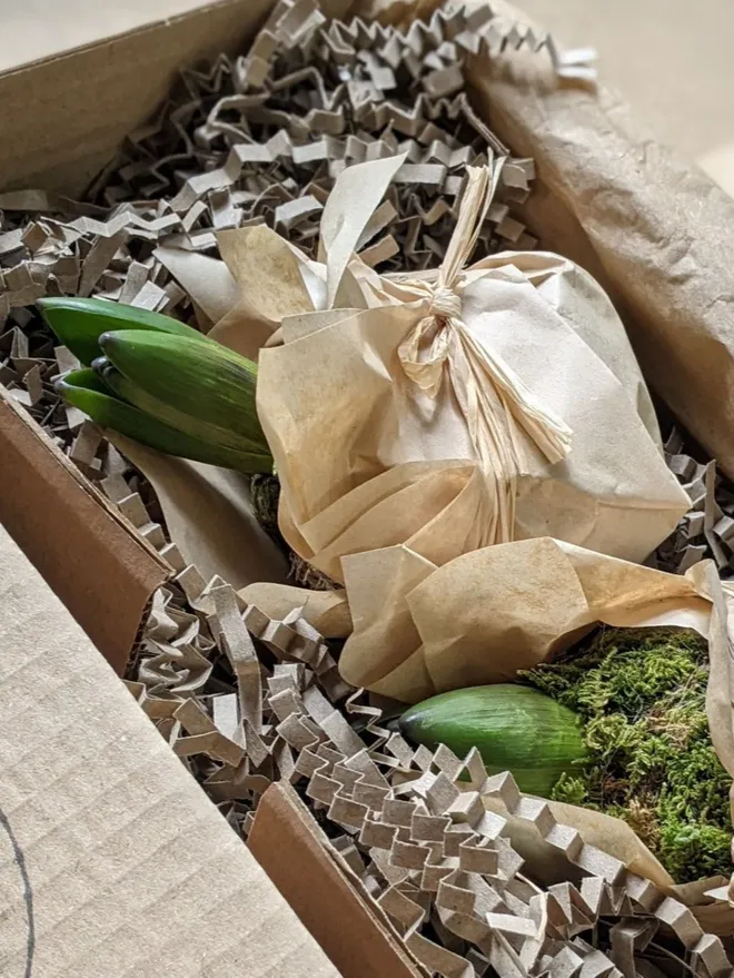 hyacinth kokodama wrapped in wax paper in bow 