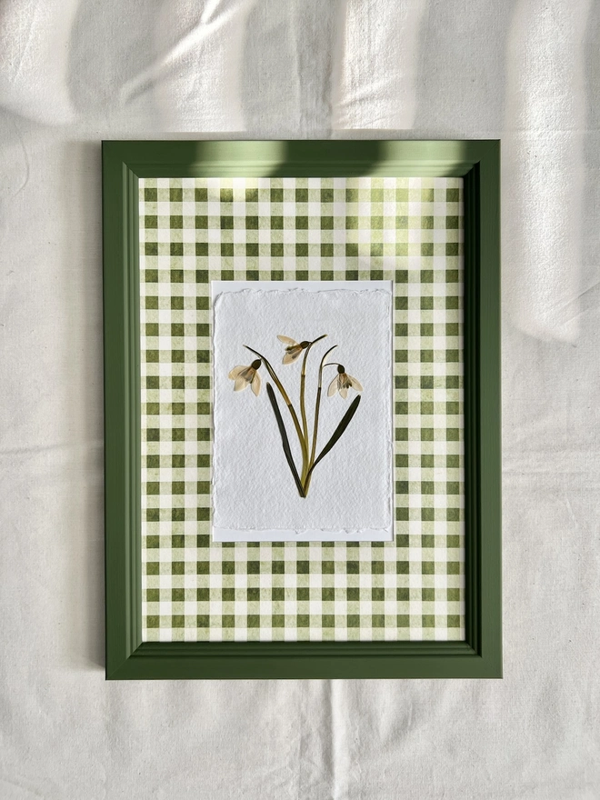 pressed snowdrop flowers in gingham mount and painted wooden frame