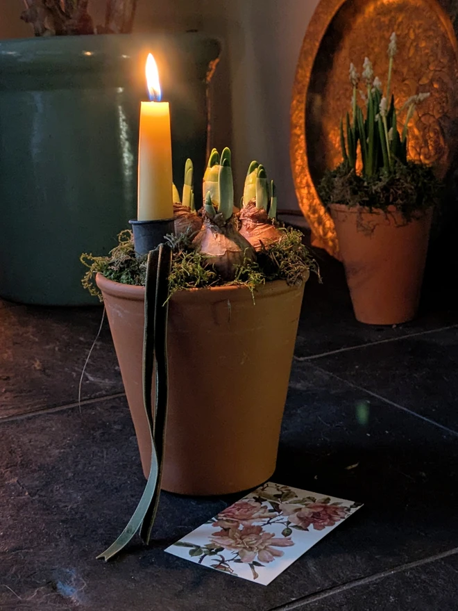 Clay Pot With Spring Bulbs And Beeswax Candle