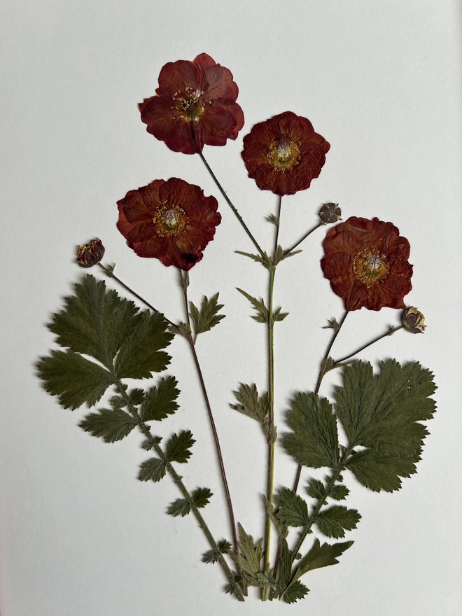 close up of pressed geum flowers