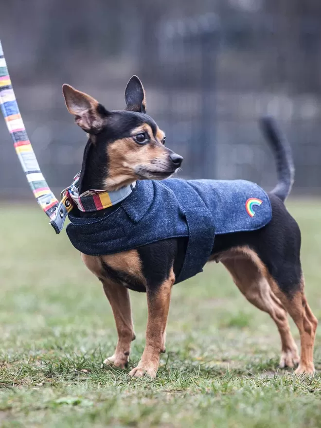 Denim Dog Coat With Rainbow Patch