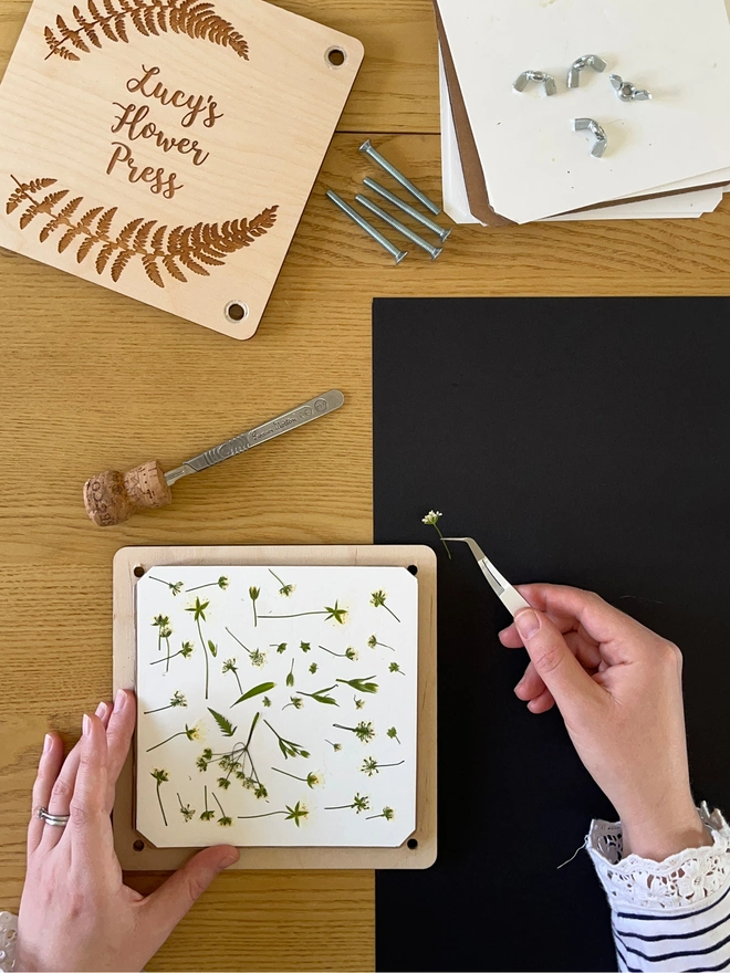 Lucy Miller removing pressed white flowers from a flower press. The flowers are used in her floral designs.