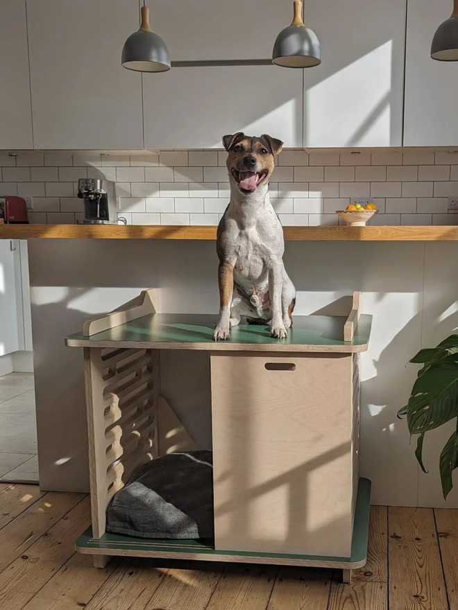 parsons terrier dog on top of sage green wooden dog crate