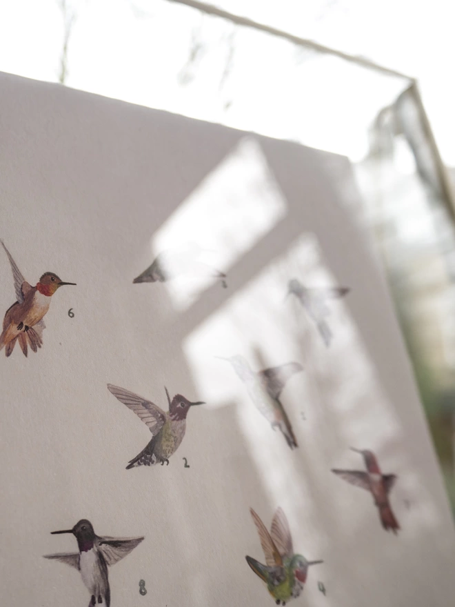 A print featuring a selection of tiny illustrations of hummingbirds