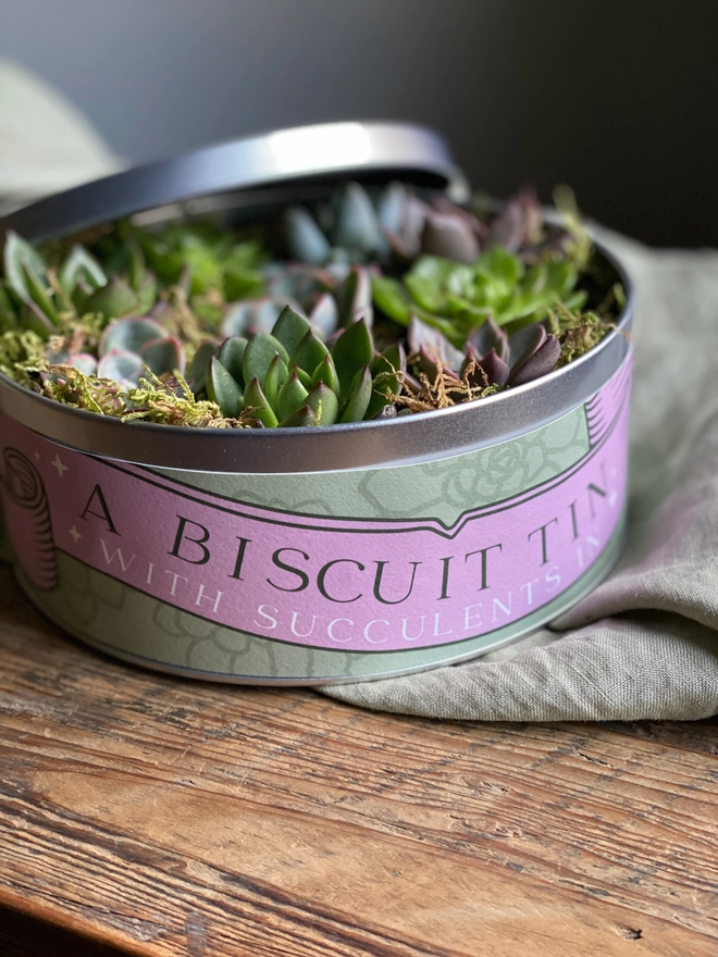 A silver biscuit tin filled with several succulents, topped with moss and tillandsia. The label on the tin reads 'A Biscuit Tin With Succulents In' on an illustrated pink banner. 