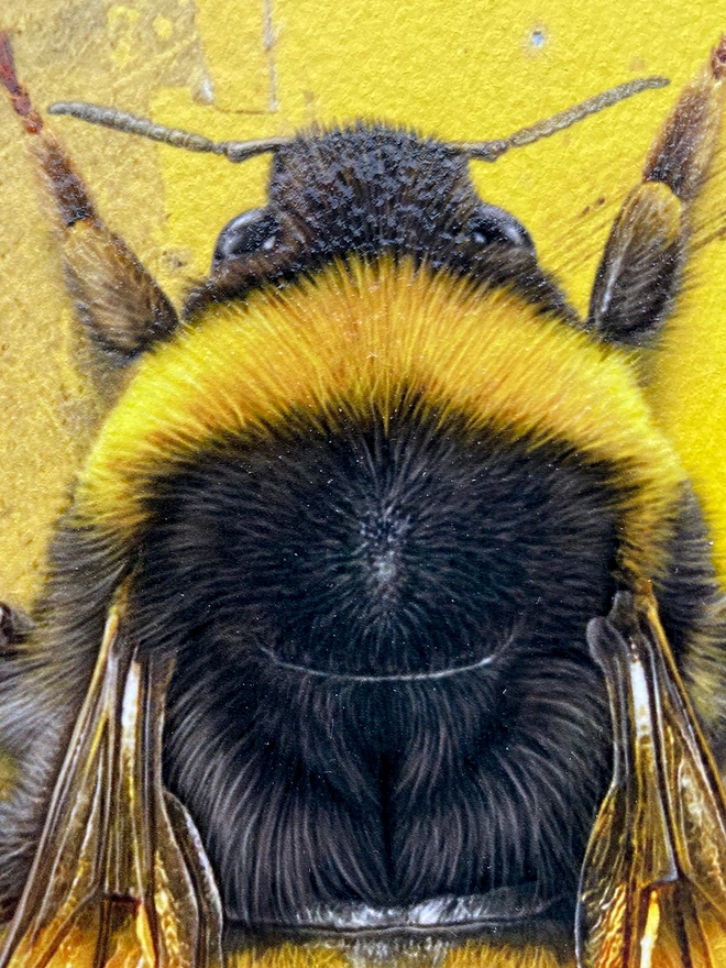 Bumblebee painting zoomed in detail of the head and abdomen of bumblebee and showing the hand glazed elements to artwork.