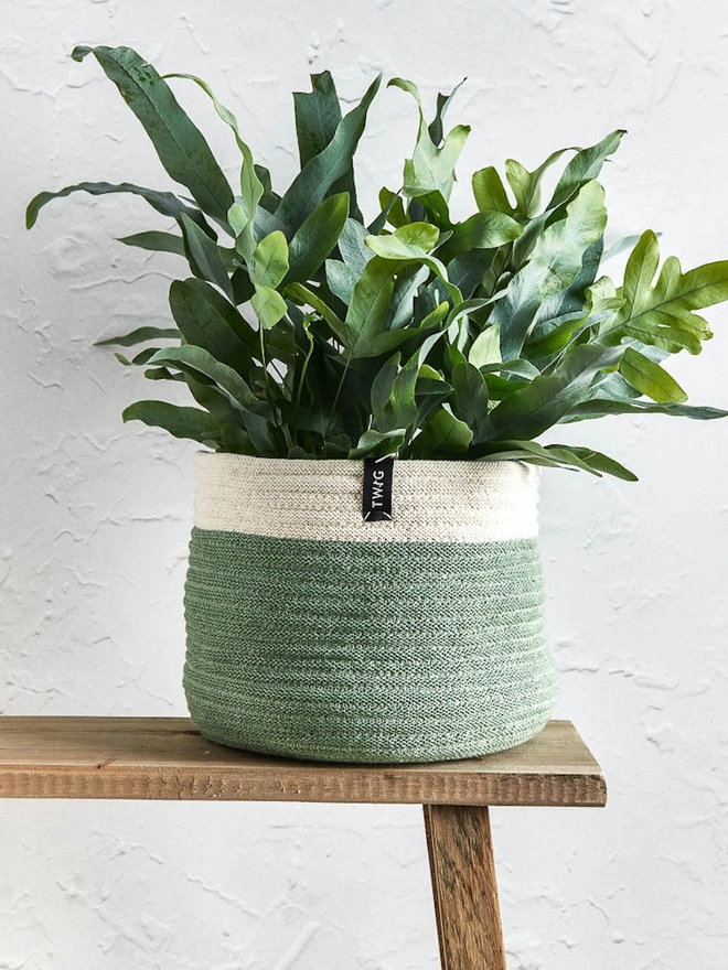 Large Natural Cotton Plant Pot