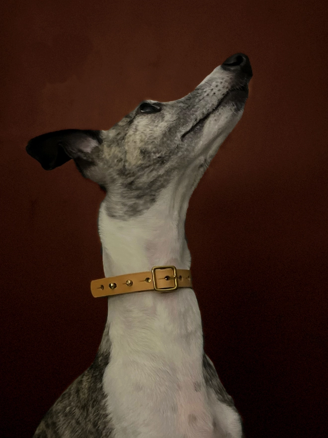 Whippet With Collar On