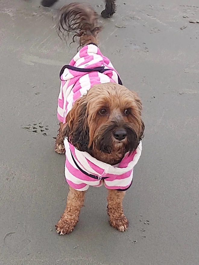 Nautically styled pink dog drying robe. 100% absorbent cotton. Popper fastening, tail hole and full belly coverage.  