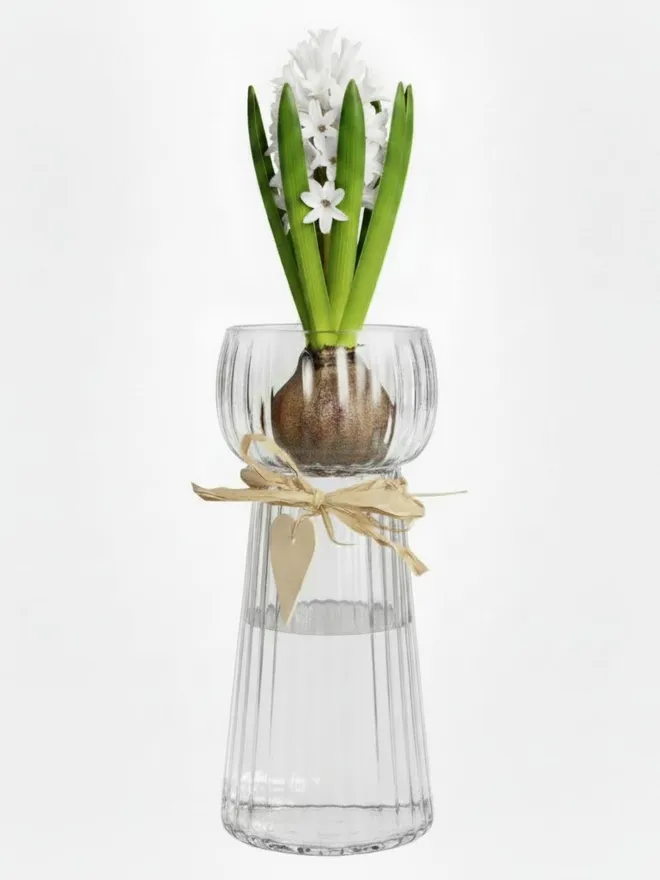 Fresh white Hyacinth Bulb In Glass Vase 