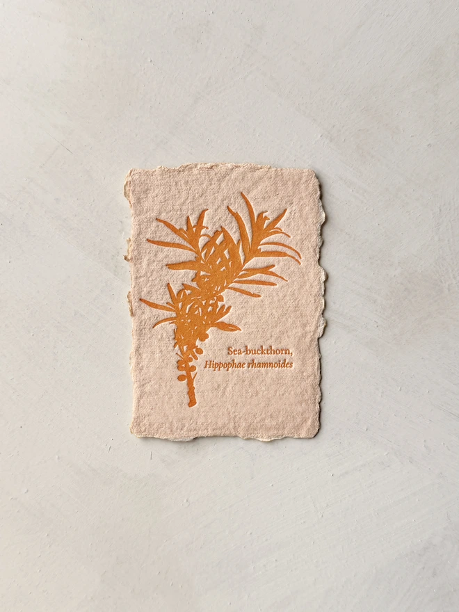 sea buckthorn letterpress print