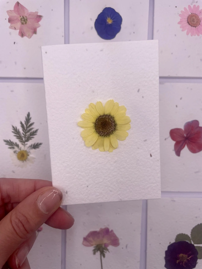 Real Pressed Flower Plantable Notecard, Yellow Daisy