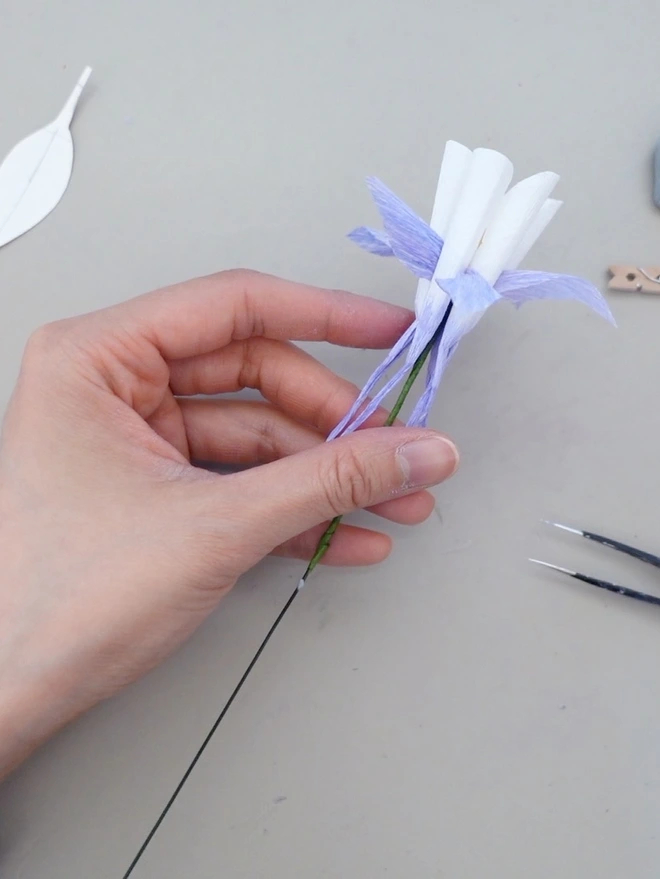 This is a process of making Crepe Paper Columbine Flower (Aquilegia).
