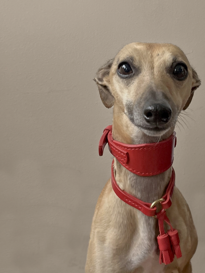 whippet wearing a red leather sighthound collar