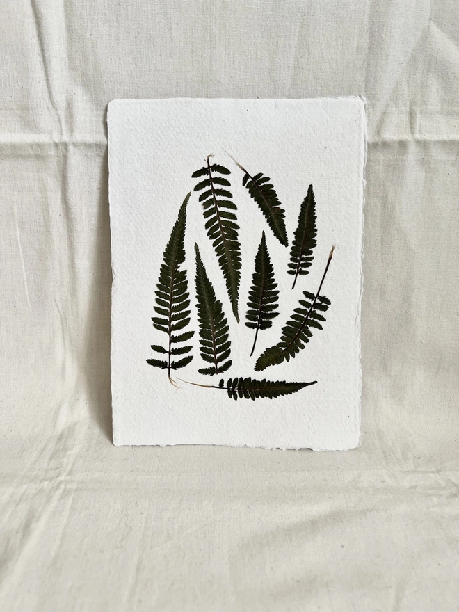pressed fern leaves mounted on handmade paper