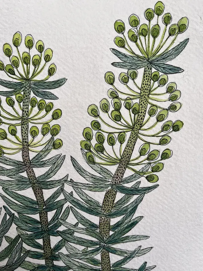 Euphorbia plant in a delft ceramic pot