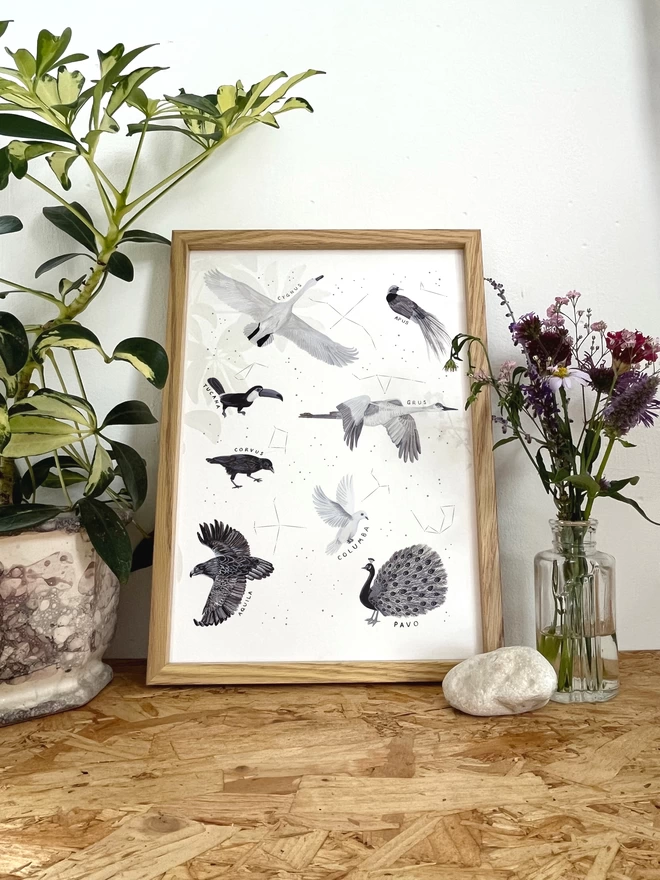 a print with a white background featuring a selection of black and white birds who appear in constellations, alongside the star constellation image, in a frame next to a plant, a rock and some flowers