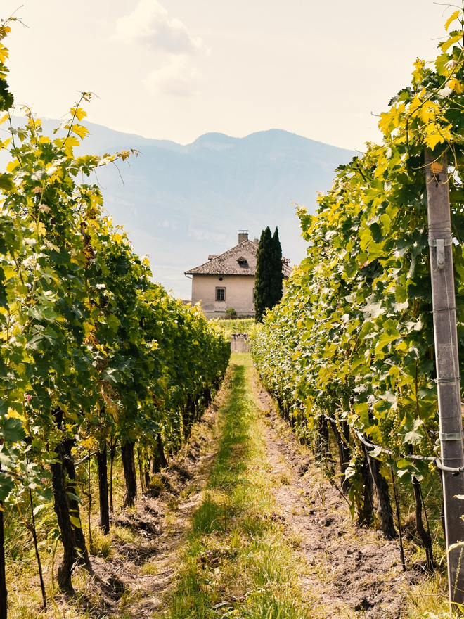 french wine vineyard