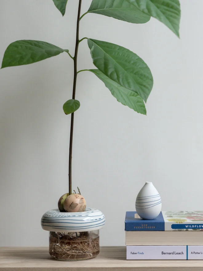 Handmade porcelain avocado planter with carved blue pattern, designed to hold an avocado seed for sprouting