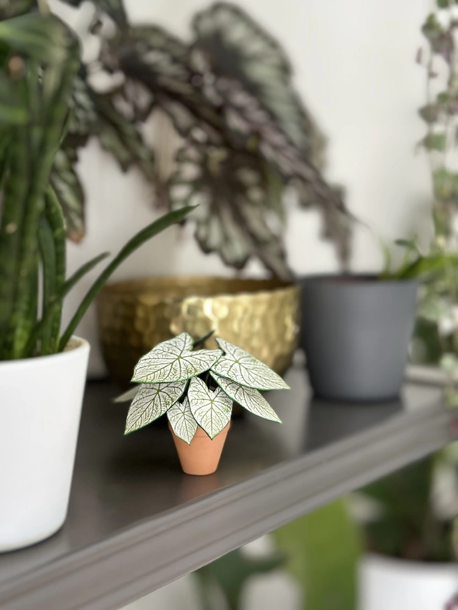 A miniature replica Caladium Angel Wings paper plant ornament in a terracotta pot sat on a grey shelf with other real plants in the background and gold accessories