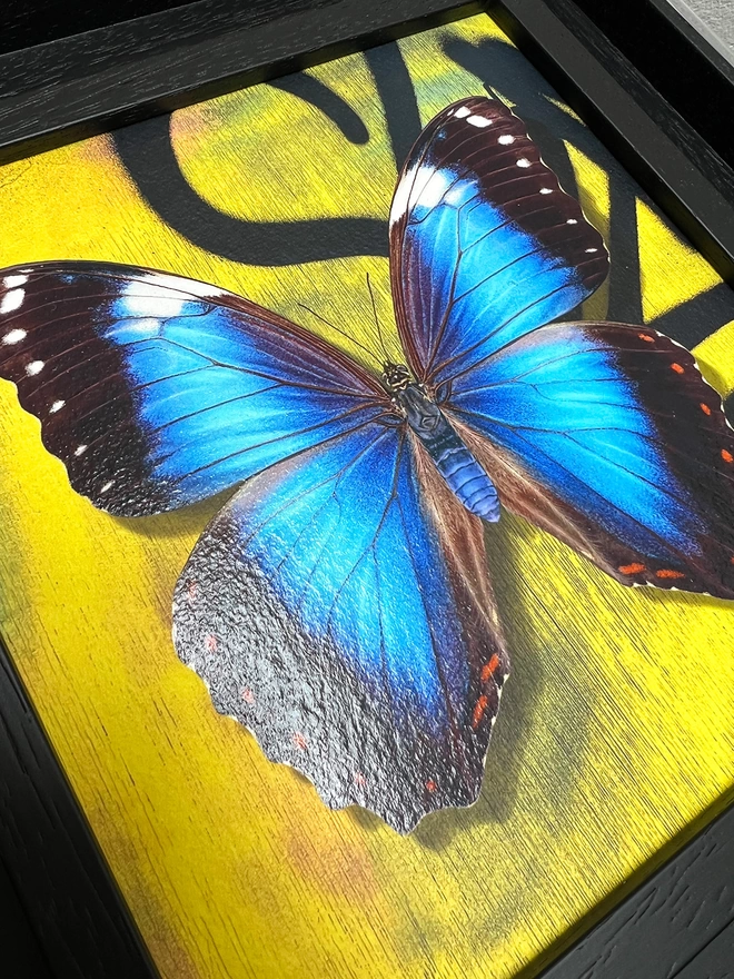 Blue morpho butterfly, close up detail of butterfly and acrylic glaze.