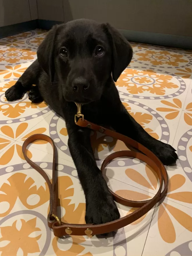 Skinny Leather Dog Lead with a puppy