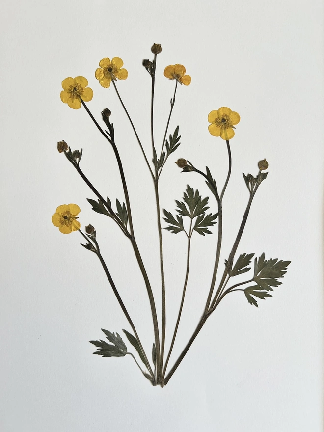 close up of pressed buttercup flowers