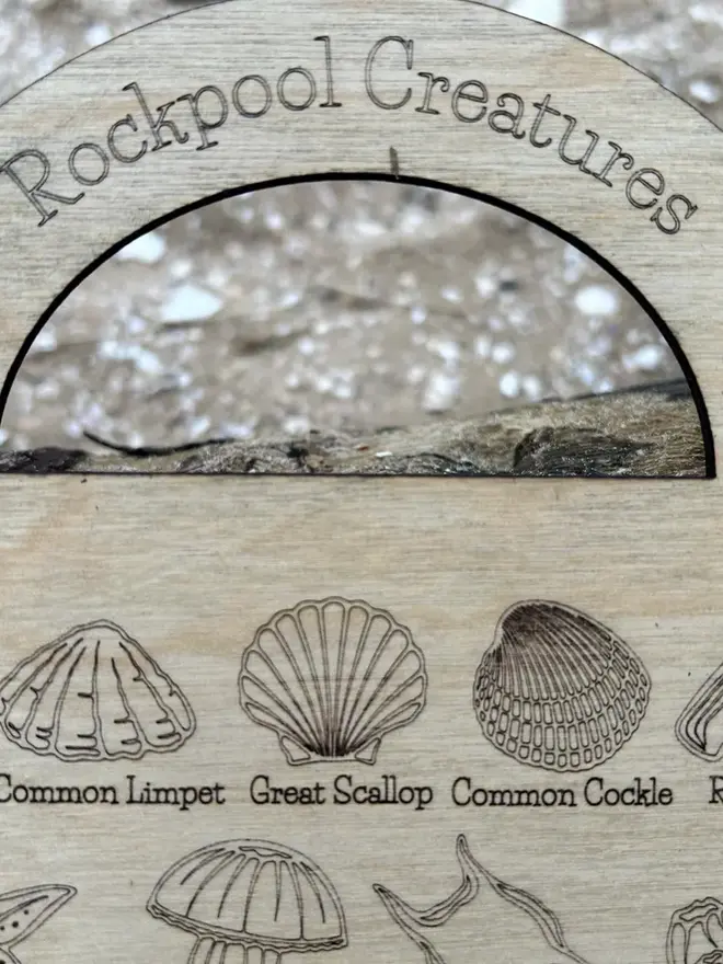 Wooden rockpool creature ID bucket board with engraved sea life illustrations and labels, lying on sand beside driftwood with a purple strap.