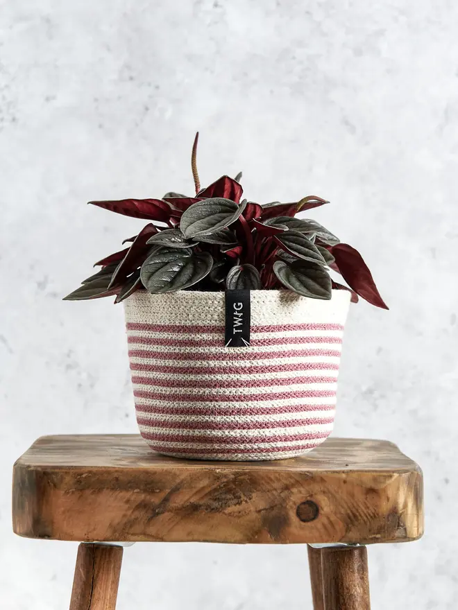 Small Striped Cotton Pot