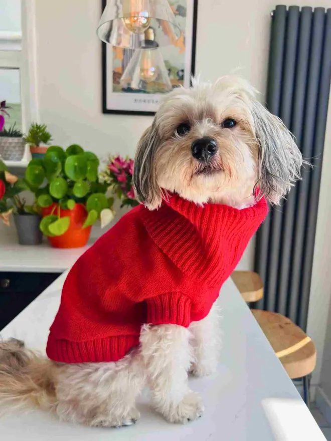 cherry red dog jumper