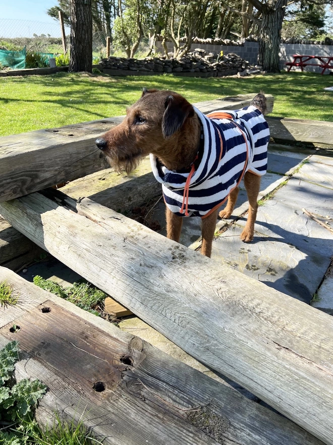 Nautically styled navy dog drying robe. 100% absorbent cotton. Popper fastening, tail hole and full belly coverage.  