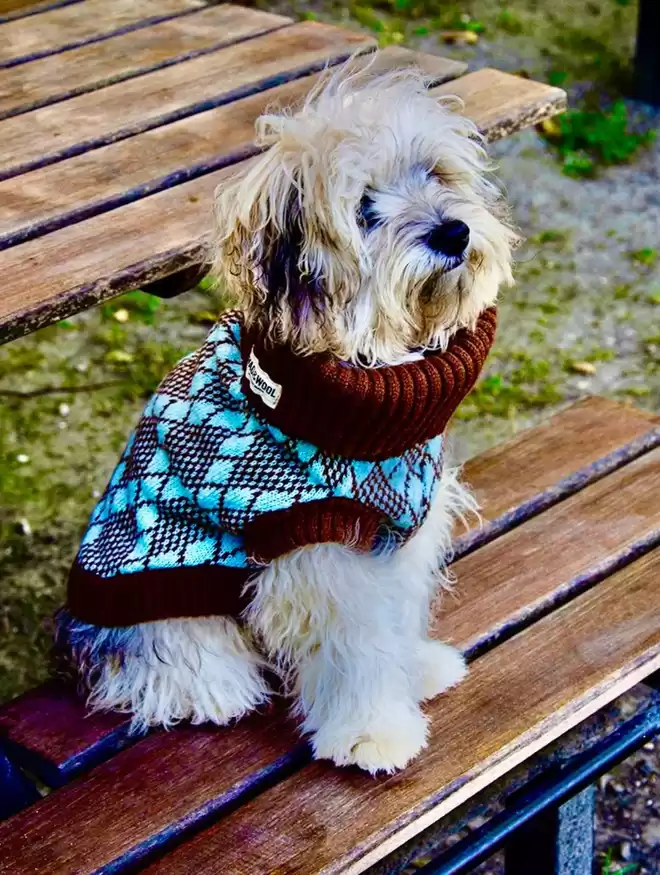 knitted dog jumper on a small dog 