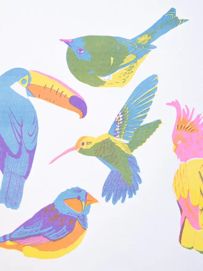 Close-up, detailed shot: tropical birds including toucan, bluetit and hummingbird 