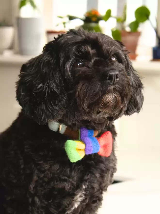 pride bow tie on a cavapoo 