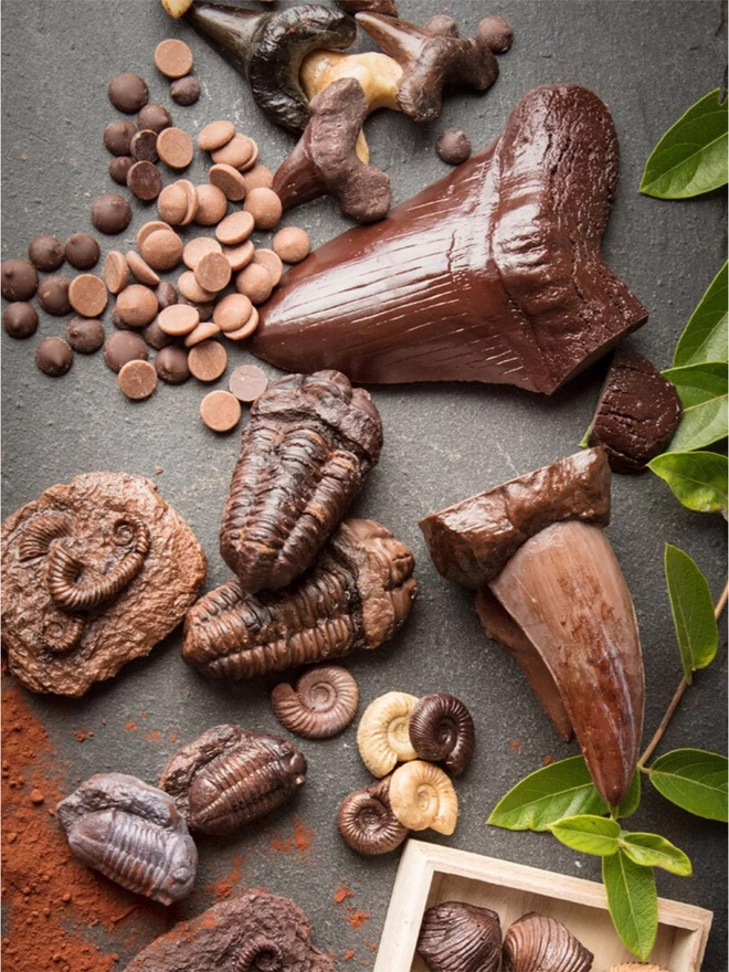 Collection of realistic edible chocolate fossils