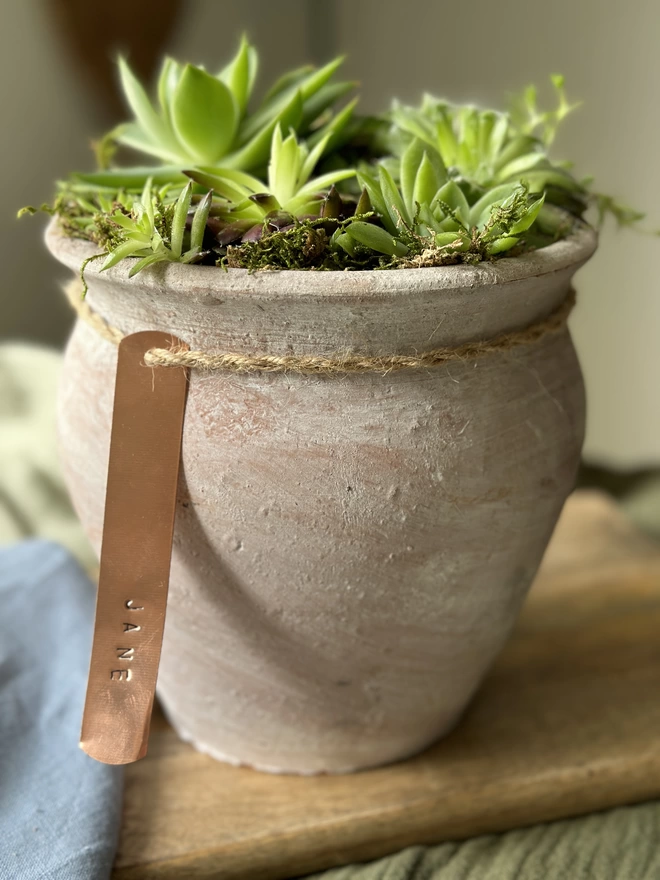 A distressed limewash terracotta pot filled with fresh sempervivum plant and finished with a personalised copper tag on hand-bound twine