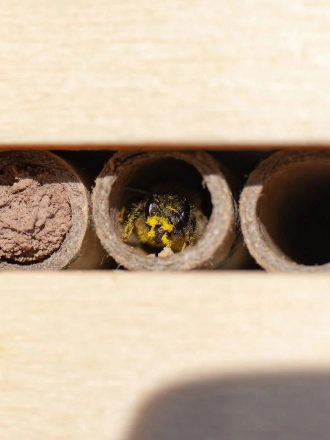 Bee Nesting Tubes for Solitary Bees (pack of 24)