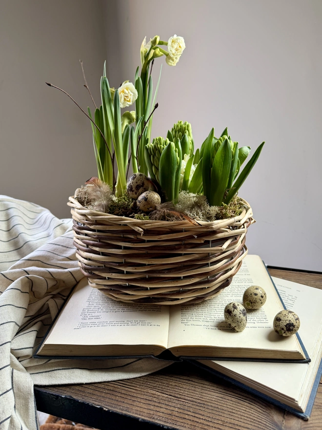 An oval rattan basket with fresh spring bulbs emerging through moss