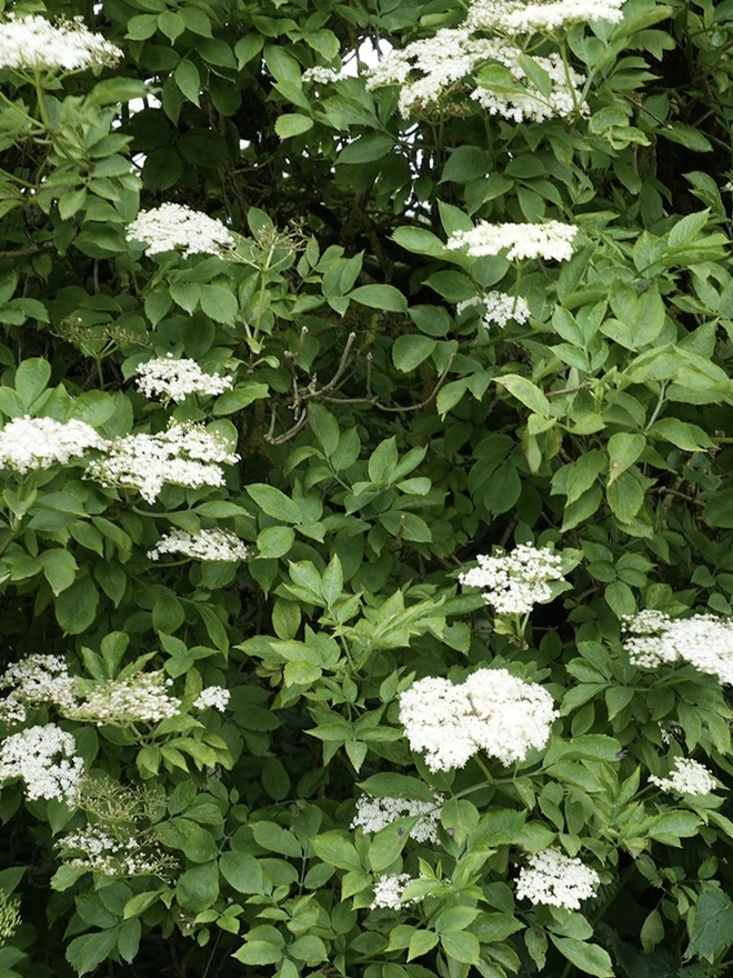 Greener Pastures Gin - Batch 2