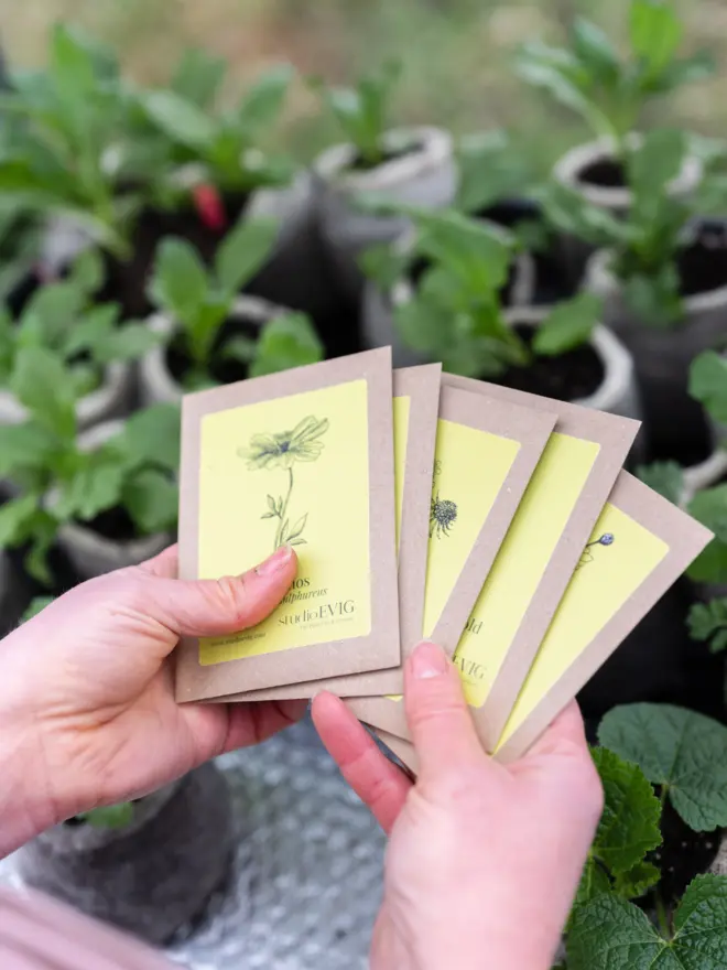 studioEVIG - Natural Dye seed packets with plants in wool pots