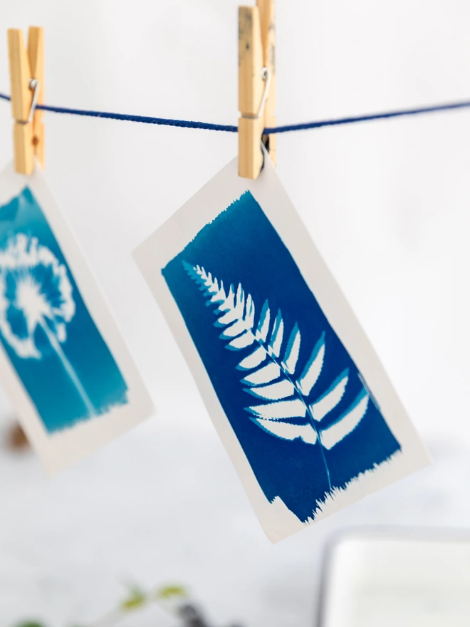 cyanotype prints drying on a line, hung with pegs