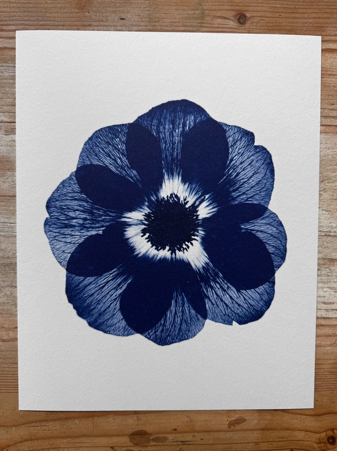 Blue and white Anemone flower Botanical X-ray print from an original Cyanotype 