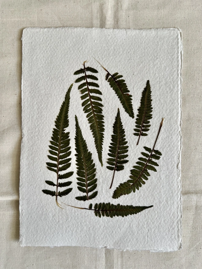 pressed fern leaves mounted on handmade paper