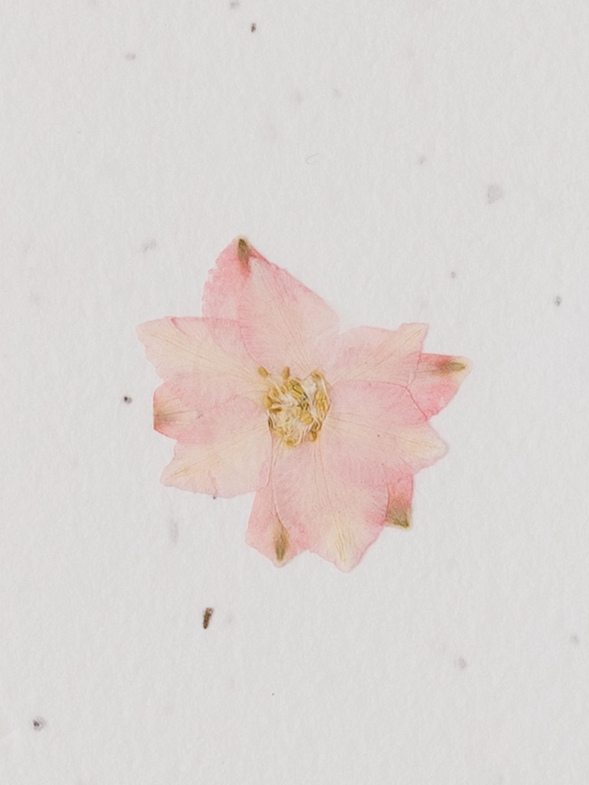 Real Pressed Flower Notecard, Pink